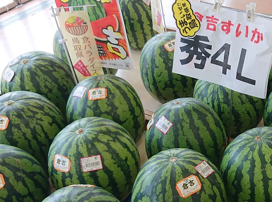 倉吉スイカ 大栄スイカ 違い